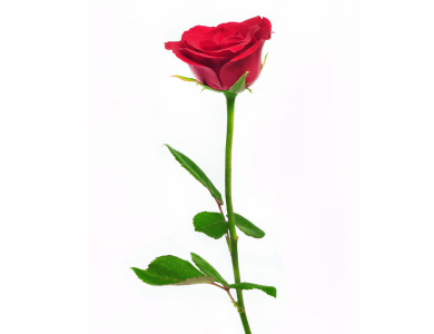 single rose with stem and leaves