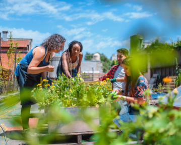 community garden