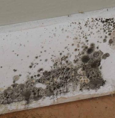 Black mold on white wall