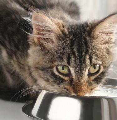 cat drinking from bowl