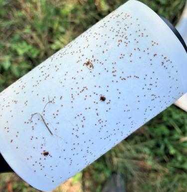 ticks