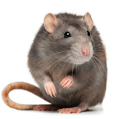 Photo of a rat