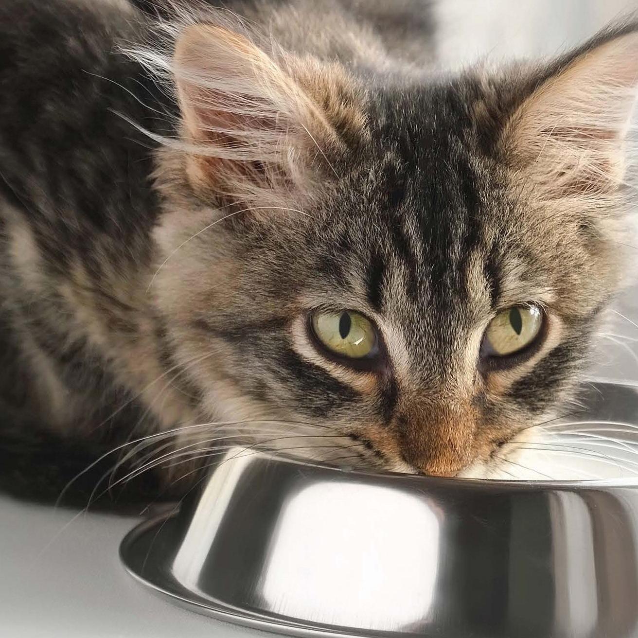 cat drinking from bowl