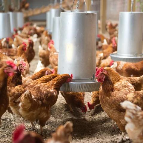 chickens eating