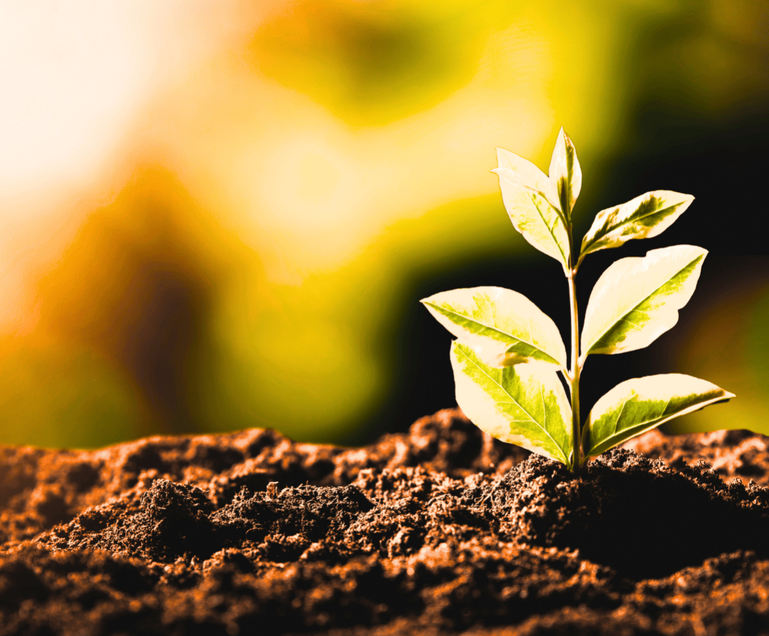 seedling in the sunlight